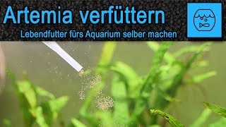 Artemia züchten und verfüttern  Lebendfutter selber machen  Fischfutter  JBL Artemio Set [upl. by Natalee942]