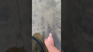 catchandrelaese freshwaterfish fish fallfishing fallfish [upl. by Gratia]