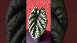 Alocasia Sinuata alocasia plants plantlover plantcommunity natureathome [upl. by Nitsirhc]