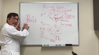 Dorsal pontine stroke syndromes [upl. by Jaworski132]