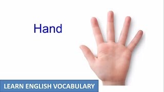 Hand And Arm Vocabulary  Human Body Parts  Learn English Vocabulary [upl. by Aenel]