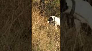 Hawk and Dog amazing Hunting  Hunting with Eagle  Shikar [upl. by Acinor]