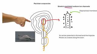 The Pacinian Corpuscle  A Level Biology [upl. by Erdied]