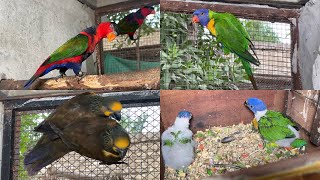 Lory Parrots  Red Lory Brown Lory Green lorikeet  Red Head Parrots Rosella Parrot  M birds [upl. by Callean]