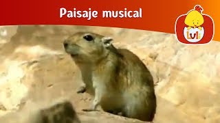 Paisaje musical Acantilados  Animales salvajes para niños  Non [upl. by Otrebron]