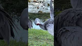 Three Sandhill Cranes hanging out by the pond [upl. by Puklich665]