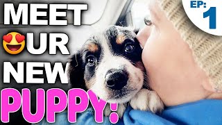 Your Complete Guide For Bringing A New Puppy Home [upl. by Zsa Zsa]