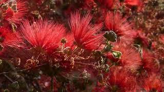 flora brasileira CALLIANDRA VERMELHA flores paisagismo jardinagem cerrado brazilian brazil [upl. by Saxe208]