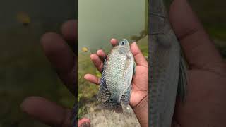 Amazing tilapia fish 💯 I helped 1 fish go home 🏠 shorts fish vairalvideo [upl. by Legir376]