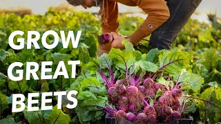 How to Grow Beets All Year [upl. by Jarnagin362]