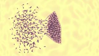 bacteriophage vs ecoli animation [upl. by Sergo158]