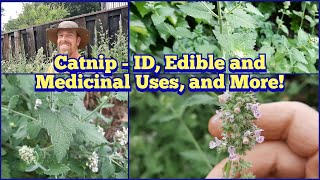 Catnip  Its Not Just for Cats  ID Edible and Medicinal Uses How to Use It and More [upl. by Sherilyn]