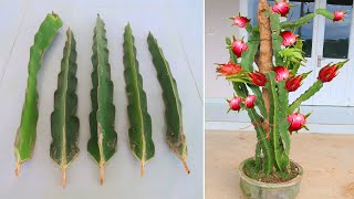 How to grow Purple dragon fruit from cuttings for beginners [upl. by Wadlinger]