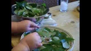 How to Dry Red Raspberry Leaves [upl. by Jannel]