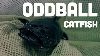 Odball Catfish from the Amazon Basin [upl. by Ladd]