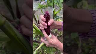 Purple corn is a great type of corn to eat directly [upl. by Ancell49]