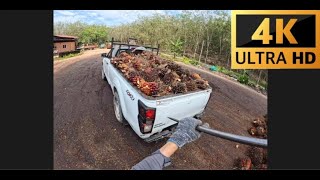 Turun sawit dari Dmax  Oil Palm Driver  vlog kerja  Malaysia  Indonesian  4K  POV [upl. by Studley]