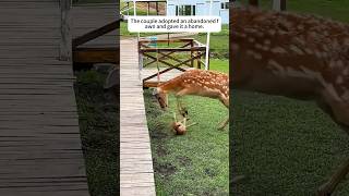 The couple adopted an abandoned fawn and gave it a homeshorts animalrescue love deer [upl. by Hplar909]