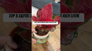 Top 5 indoor plants best indoor plants low maintenance plants  top 5 exotic plants India shorts [upl. by Onirefes]