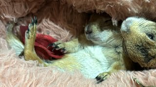 Prairie Dogs Snuggled up 🥰 [upl. by Marne]