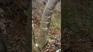 Peach branch trunk bending process [upl. by Ajnos257]