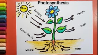 How to draw photosynthesis process of plants diagram drawing photosynthesis plants drawing [upl. by Anastasie191]