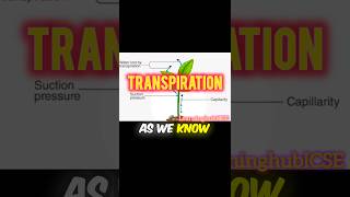 transpiration  what is transpiration  transpiration animation [upl. by Ardena]