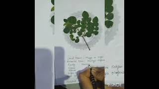 How to make a herbarium filepractical work [upl. by Atelokin]