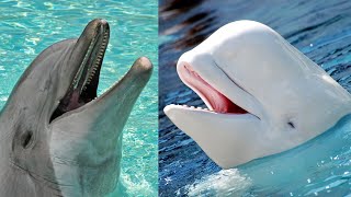 Facts Toothed Whales [upl. by Asetal]