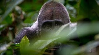 2017  Gabun  Im Land der Gorillas  Tiere Doku HD [upl. by Namwen]