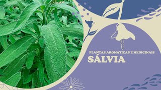 Serie Plantas Medicinais e Aromáticas  Salvia [upl. by Esej868]