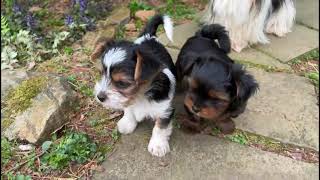 YorkieBiewer Terrier Play Video  Cute Puppies [upl. by Erual]