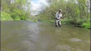 Kinnickinnic River Brown Trout [upl. by Nicolella]