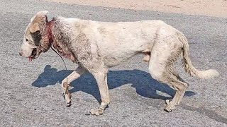 Wire cutting into a dog’s neck nearly killed him [upl. by Clarinda]