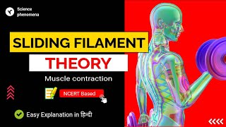 Sliding filament theory of muscle contraction [upl. by Sugirdor]