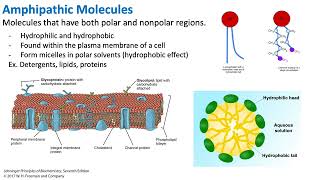 Amphipathic Molecules  Biochemistry [upl. by Mahon118]