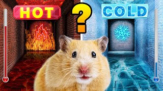 Hot vs Cold Maze For Hamster 🔥❄️ DIY Maze Challenge [upl. by Eelyab548]