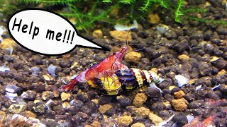 Assassin snail attacking my cherry shrimp [upl. by Melicent67]