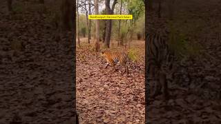 Bandhavgarh National Park And Tiger Reserve  Madhya Pradesh  MP Tourism [upl. by Burbank]