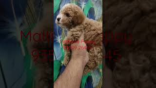 Maltipoo Puppy 93509 26445 In India [upl. by Enialed]