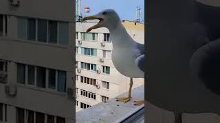 amazingfacts seagull birds seagul tamil seagullssocial interestingfacts facts [upl. by Ayiak]