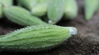 MilkWeed Its an Edible [upl. by Doniv]