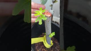 The Growth Journey of Fig Trees The Joy of Planting  Episode 229 [upl. by Annayak414]