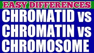 CHROMATIN vs CHROMATID vs CHROMOSOME  Easy Differences  The packaging Of Chromosomes [upl. by Aneehta]