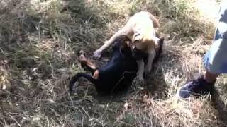 Rottweiler vs Bullmastiff [upl. by Dunc351]