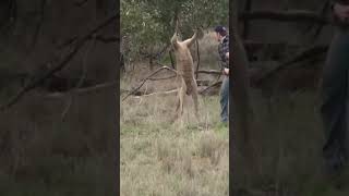 Mans protect a dog from kangaroo attack [upl. by Nosraep901]