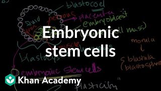 Embryonic stem cells  Cells  MCAT  Khan Academy [upl. by Meihar]