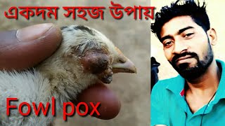 দেশী মুরগি ফাউল pox চিকিৎসা aseel fowl pox treatment [upl. by Ydiarf]