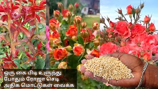 ரோஜா செடி அதிக மொட்டுகள் வைக்க இதை கொடுங்கள்rose plant growing fertilizer tamilgardenviralvideo [upl. by Ciapha517]