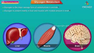 Glycogen Synthesis Glycogenesis Animation Medical Biochemistry [upl. by Nnayrrehs]